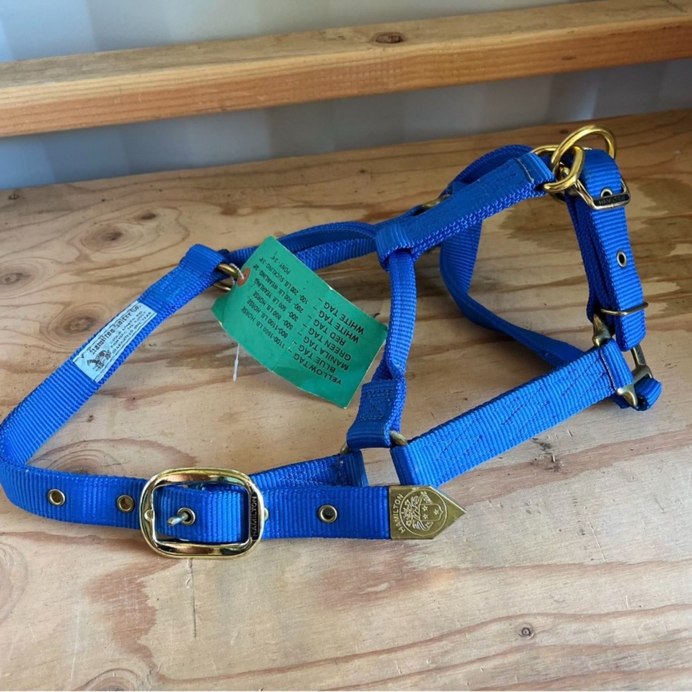 Blue Horse Halter with Gold Accents
